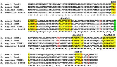l-Isoaspartyl Methyltransferase Deficiency in Zebrafish Leads to Impaired Calcium Signaling in the Brain